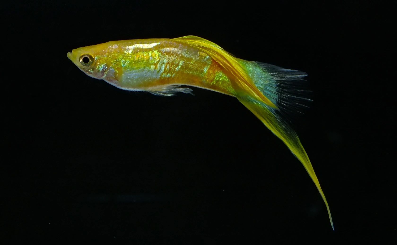 Swordtail Guppies
